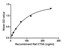 Rat Cathepsin A protein, His and GST tag. GTX00059-pro