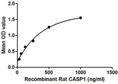 Rat Caspase 1 protein, His tag. GTX00060-pro