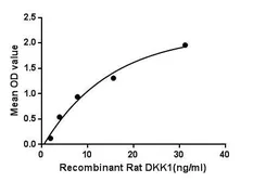 Rat DKK1 protein, His and GST tag. GTX00063-pro