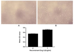Dog IL6 protein, His tag (active). GTX00077-pro