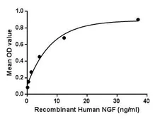 Human NGF protein, His tag (active). GTX00097-pro