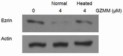 Human Granzyme M protein, His tag (active). GTX00112-pro