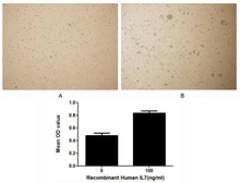 Human IL7 protein, His tag (active). GTX00118-pro