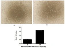 Human VEGF121 protein, His tag (active). GTX00136-pro