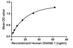 Human DNase I protein, His tag. GTX00172-pro