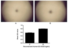 Human EG-VEGF protein, GST tag (active). GTX00186-pro