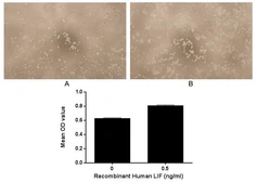 Human LIF protein, His tag (active). GTX00201-pro