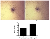 Human Gremlin 1 protein, His tag (active). GTX00210-pro