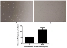 Human CXCL1 / GRO alpha protein, His and GST tag (active). GTX00215-pro