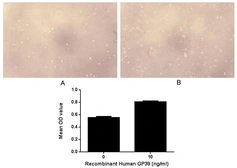 Human CHI3L1 protein, His tag (active). GTX00219-pro