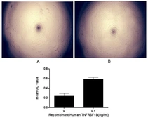 Human TNF Receptor I protein, His and GST tag (active). GTX00234-pro