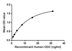Human ODC protein, His tag. GTX00239-pro