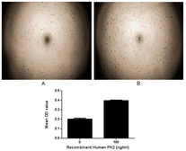 Human Prokineticin 2 protein, His and GST tag (active). GTX00253-pro