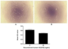 Human VEGF Receptor 2 protein, His tag (active). GTX00259-pro
