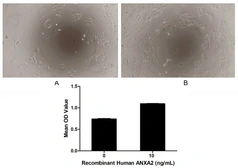 Human Annexin II protein, His tag (active). GTX00273-pro