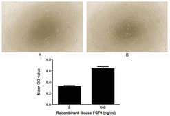 Mouse FGF1 protein, His tag (active). GTX00281-pro