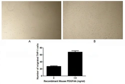 Mouse PDGFA protein, His tag (active). GTX00292-pro