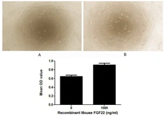 Mouse FGF22 protein, His tag (active). GTX00299-pro