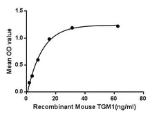 Mouse TGM1 protein, His and GST tag. GTX00315-pro