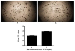Mouse SCF protein, His tag (active). GTX00323-pro