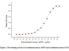 Mouse Asporin protein, His tag. GTX00331-pro