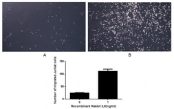 Rabbit CXCL8 / IL8 protein, His tag (active). GTX00339-pro