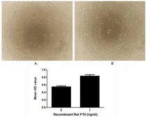 Rat Parathyroid Hormone protein, His and MBP tag (active). GTX00348-pro