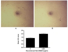 Rat Gremlin 1 protein, His tag (active). GTX00362-pro