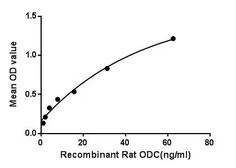 Rat ODC protein, His tag. GTX00369-pro