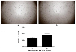 Rat NGF protein, His tag (active). GTX00371-pro