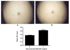 Rat EGF protein, His and GST tag (active). GTX00373-pro