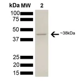 Human AHA-1 protein, His tag (active). GTX00427-pro