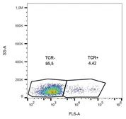 Anti-TCR gamma + delta antibody [B1] used in Flow cytometry (FCM). GTX00507