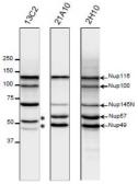Anti-NUP98 antibody [21A10] used in Western Blot (WB). GTX00695
