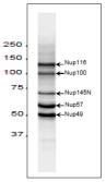 Anti-NUP98 antibody [2H10] used in Western Blot (WB). GTX00697
