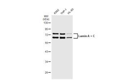 Anti-Lamin A + C antibody [GT1137] used in Western Blot (WB). GTX00774