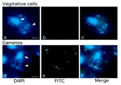 Anti-5-Methylcytosine / 5-mC antibody [5MC-CD] (FITC) used in Immunocytochemistry/ Immunofluorescence (ICC/IF). GTX00845