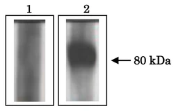 Anti-ACE3 antibody used in Immunoprecipitation (IP). GTX00904