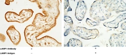 Anti-LAMP1 antibody [07] used in IHC (Paraffin sections) (IHC-P). GTX02073