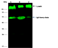 Anti-LAMP1 antibody [07] used in Immunoprecipitation (IP). GTX02073