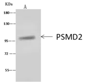Anti-PSMD2 antibody used in Immunoprecipitation (IP). GTX02394