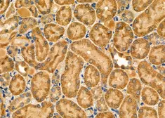 Anti-NOX1 antibody used in IHC (Paraffin sections) (IHC-P). GTX02577