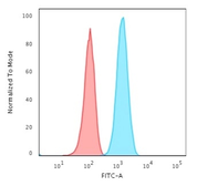 Anti-GFAP antibody [ASTRO/1974R] used in Flow cytometry (FCM). GTX02644