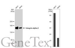 Anti-Integrin alpha 2 antibody [GT1238] used in Western Blot (WB). GTX02835