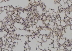 Anti-PAX1 antibody used in IHC (Paraffin sections) (IHC-P). GTX02870