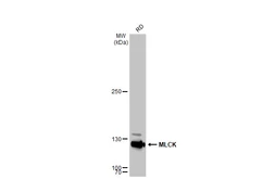 Anti-MLCK antibody [GT1296] used in Western Blot (WB). GTX03208