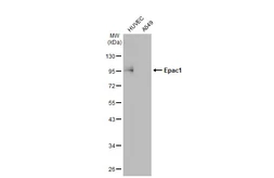 Anti-Epac1 antibody [GT1334] used in Western Blot (WB). GTX03246