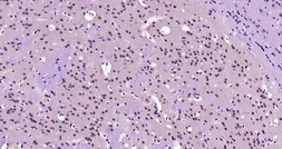 Anti-KLF2 antibody used in IHC (Paraffin sections) (IHC-P). GTX03383
