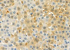 Anti-DFNA5 antibody used in IHC (Paraffin sections) (IHC-P). GTX03443