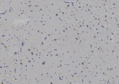 Anti-14-3-3 zeta antibody used in IHC (Paraffin sections) (IHC-P). GTX03588